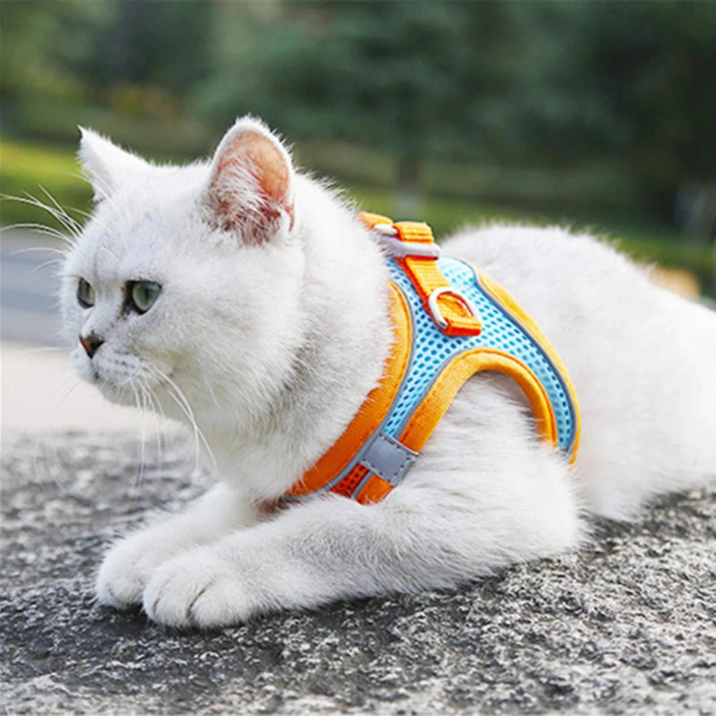 Harnais Réfléchissant Premium pour Chat & Petit Chien | Laisse Incluse | Réglable