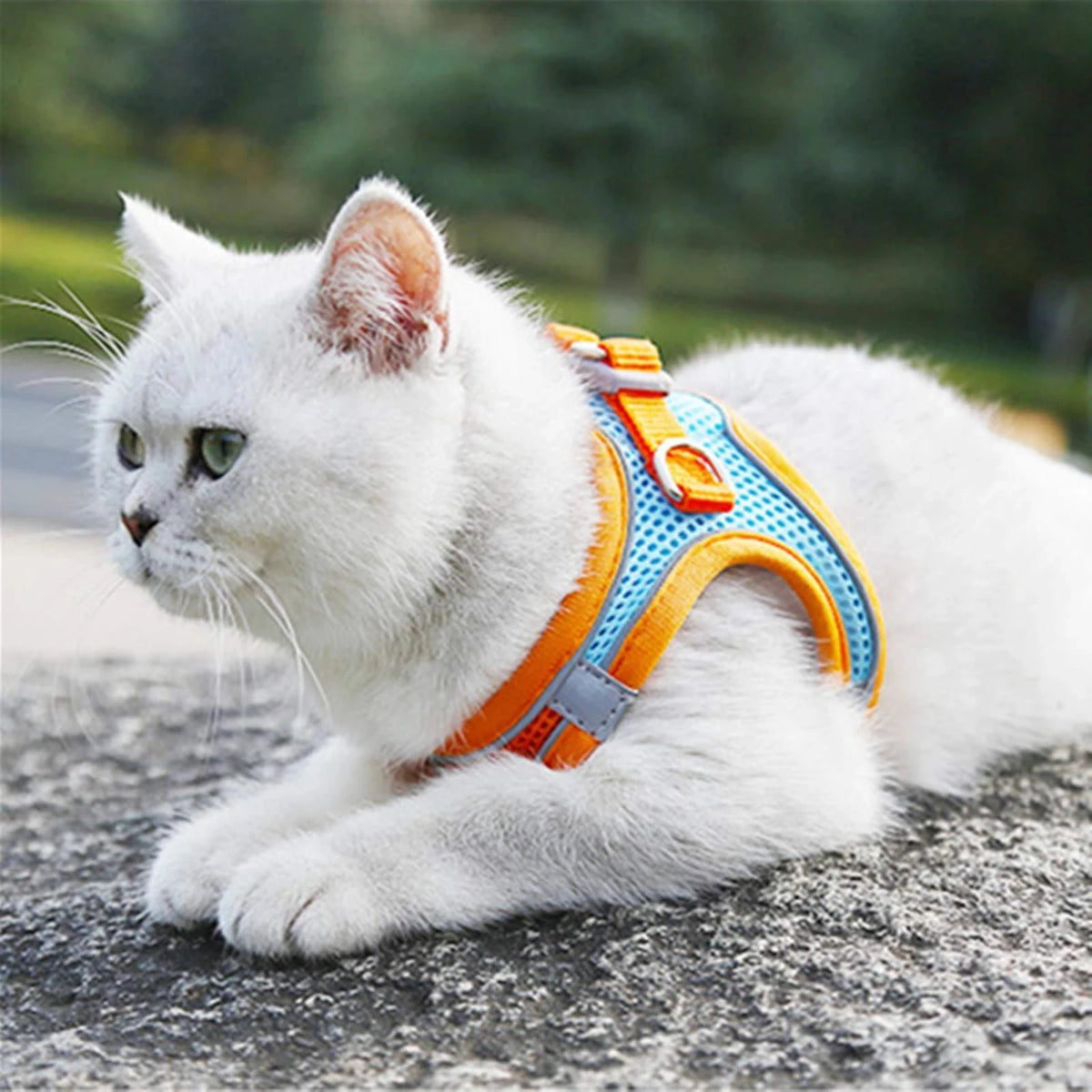 Harnais Réfléchissant Premium pour Chat & Petit Chien | Laisse Incluse | Réglable